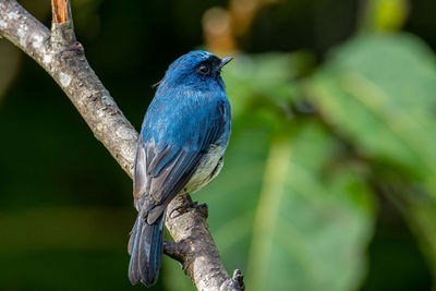 Close-up of bird perching on branch