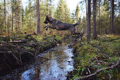 View of horse in forest