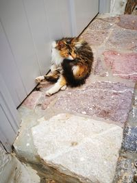 High angle view of cat sitting outdoors