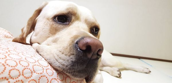 Close-up portrait of dog