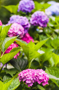 Close-up of pink flowers