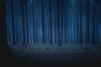 View of trees in forest at night