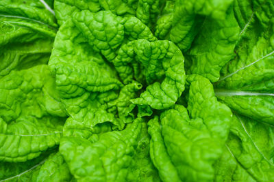 Close up of green lettuce.