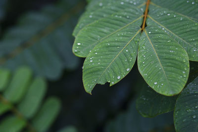 Close-up of leaves