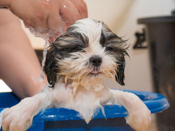 Midsection of woman holding dog