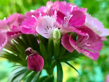 Close-up of pink flowering plant