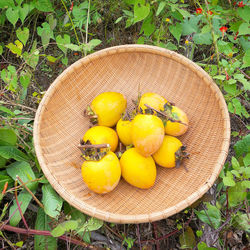 High angle view of fruits on field