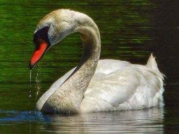 Bird in lake