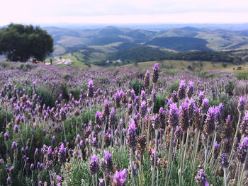 Purple flowering plants on field