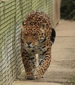 Close-up of tiger in zoo