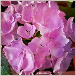 Close-up of pink flowers