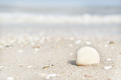 Seashells on sand at beach