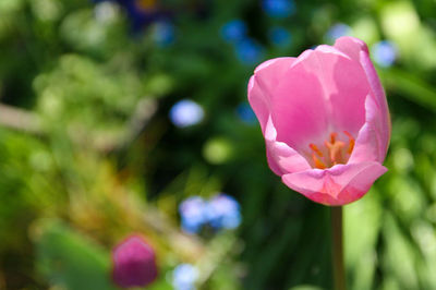 Close-up of pink flower