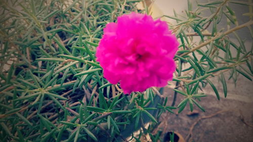 High angle view of pink flower blooming on field