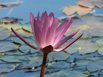 Close-up of pink lotus water lily in lake