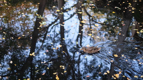 Close-up of a tree in lake