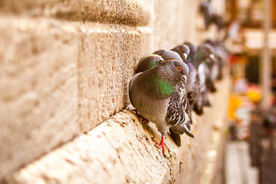 Close-up of pigeons perching on wall