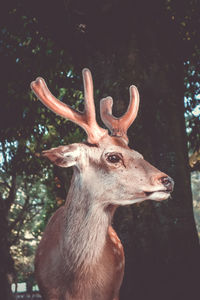 Close-up of deer in a forest