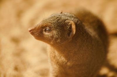 Close-up of meerkat