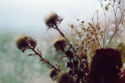 Close-up of flowers against blurred background