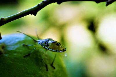 Shield bug nymph on plant