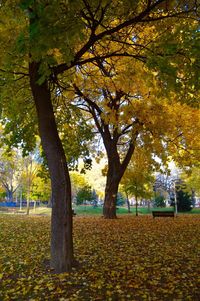 Trees in autumn