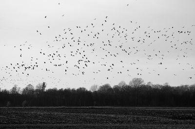 Flock of birds flying in the sky