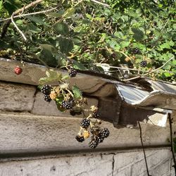 Close-up of plants