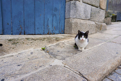 Portrait of cat sitting outdoors