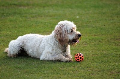 Side view of a dog playing on grassland