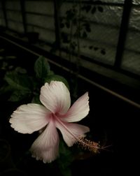 Close-up of flowers