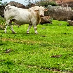 Horse grazing on grassy field