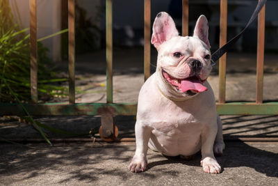 Portrait of dog wearing sunglasses sitting outdoors