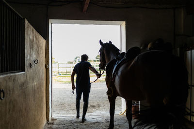 Back view of unrecognizable male in riding boots taking stallion out of stable in countryside in daytime
