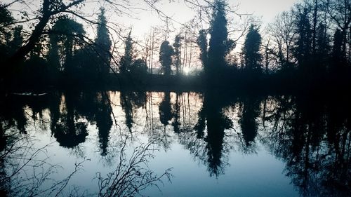 Reflection of trees in water