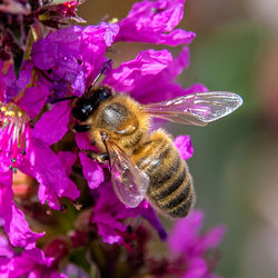 Close-up of bee pollinating on pink flower