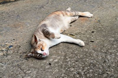 High angle view of cat lying on street