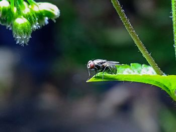 Close-up of grasshopper on leaf