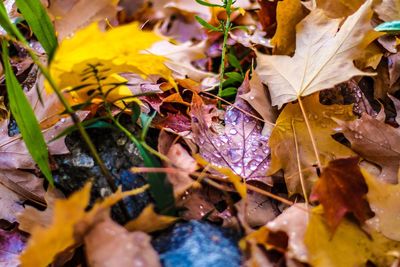 Close-up of yellow maple leaves