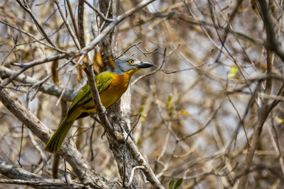 Bird perching on branch