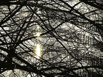 Low angle view of bare trees against sky