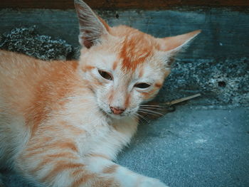 Close-up of a relaxed cat looking away