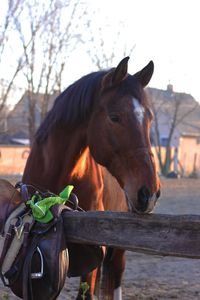 Horse standing in ranch against sky