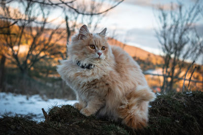 Close-up of cat