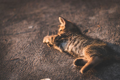 High angle view of cat resting