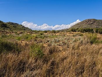 Scenic view of field against blue sky