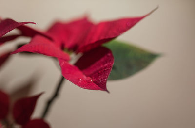 Close-up of red rose