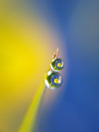 Close-up of water drops on green grass