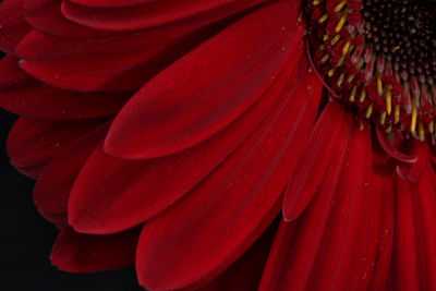 Full frame shot of red flowering plant