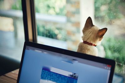 Cat looking through window